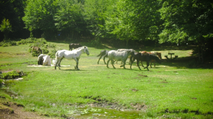 cavalli vicino alla fontana